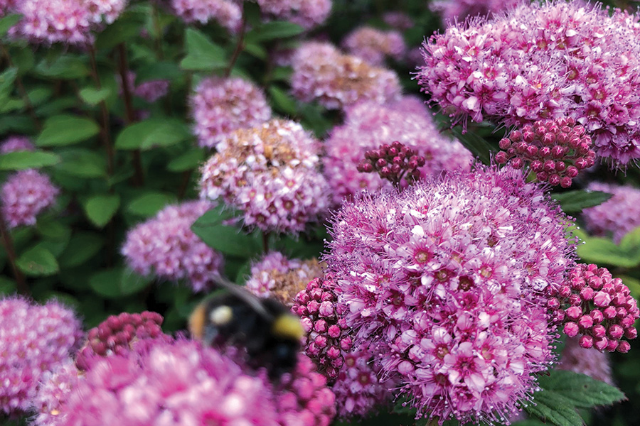 Spirea Poprocks® Petite PP28,508 Photo