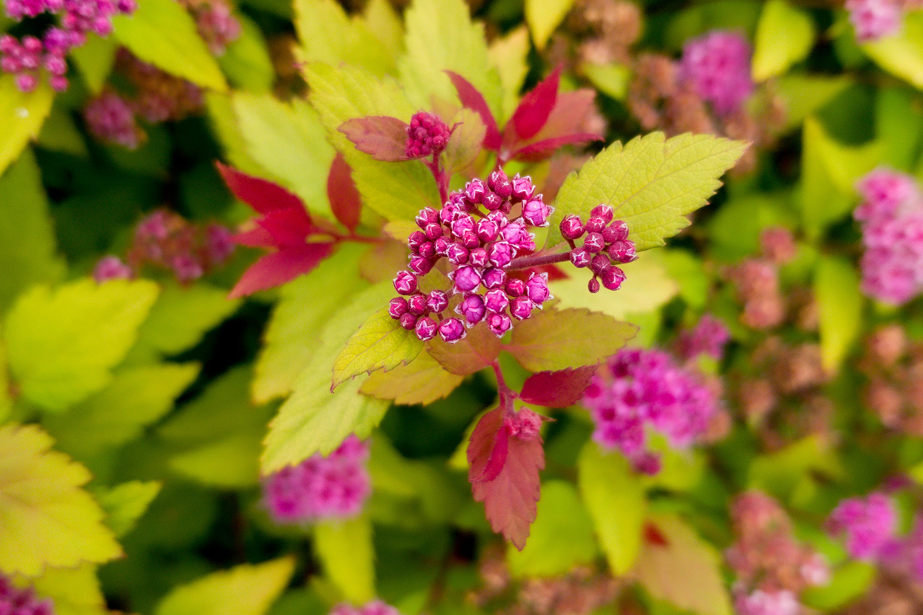 Spirea Rainbow Fizz™ PP28,876 Photo