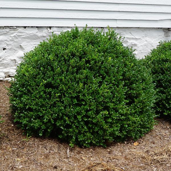 Buxus Green Beauty Photo