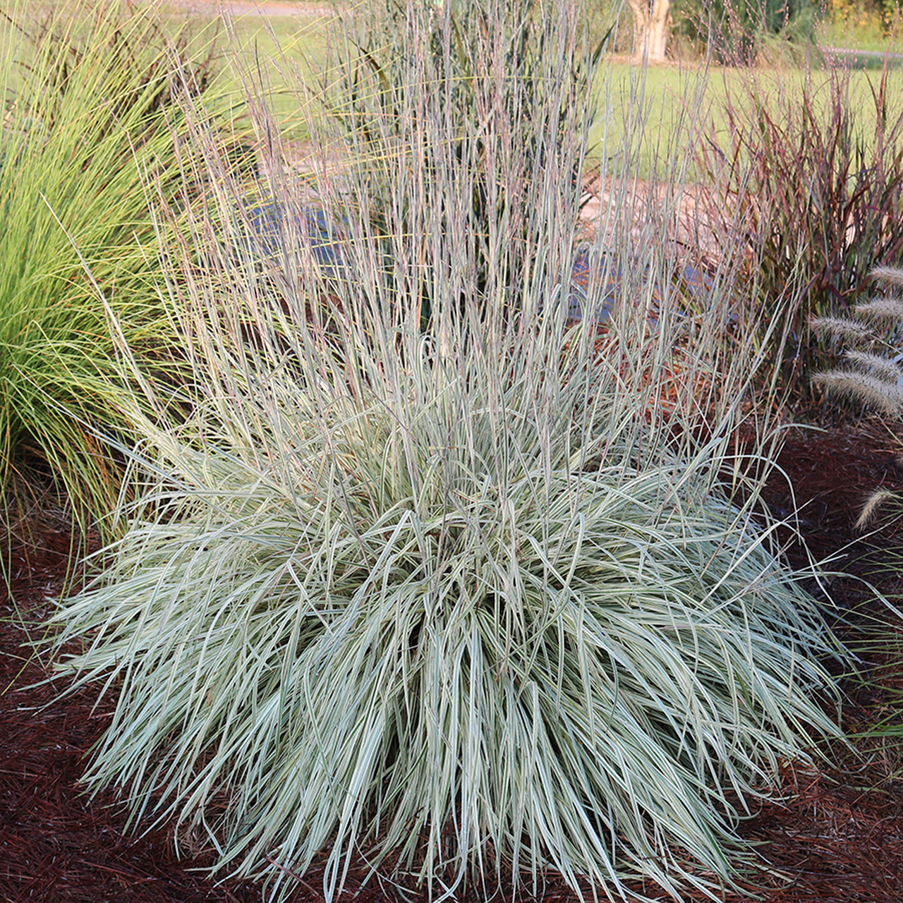 Schizachyrium Shining Star™ PP33,433 Photo