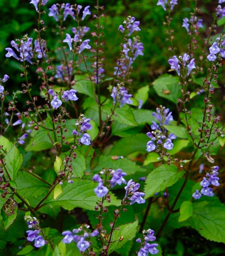 Scutellaria 'Appalachian Blues' Photo