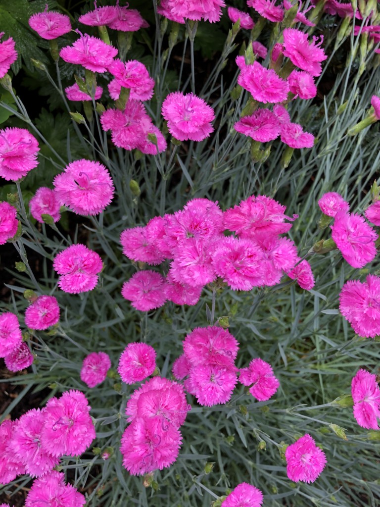 Dianthus 'Pink Fire' PP32,592 Photo
