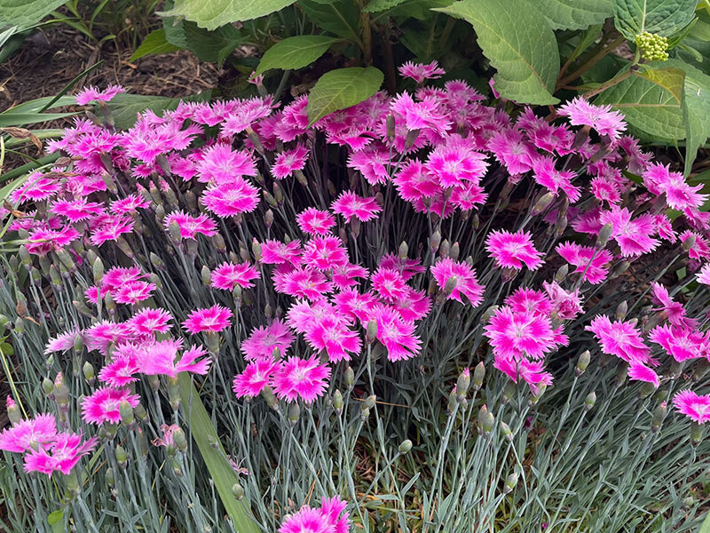 Dianthus Everbloom™ 'Watermelon Ice' PP33,901 Photo