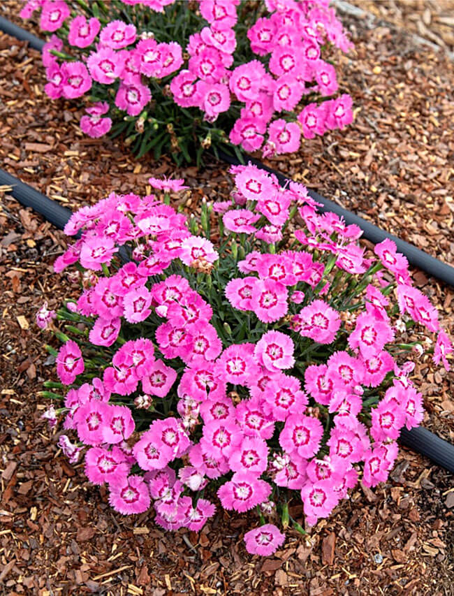 Dianthus Everbloom™ 'Strawberry Tart' PP33,953 Photo