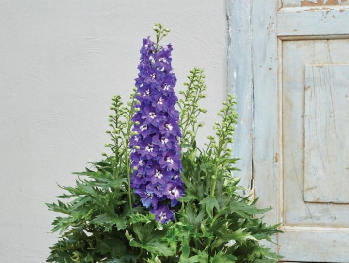 Delphinium Delgenius™ 'Glitzy' Photo