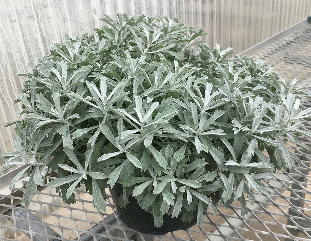Artemisia GardenGhost™ PPAF Photo