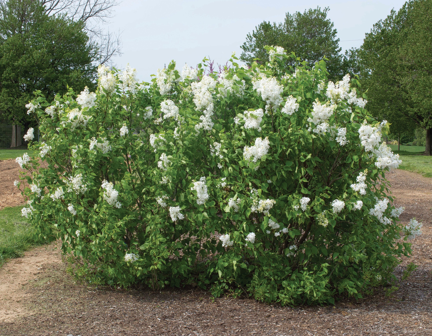 Syringa New Age White PP32,670 Photo