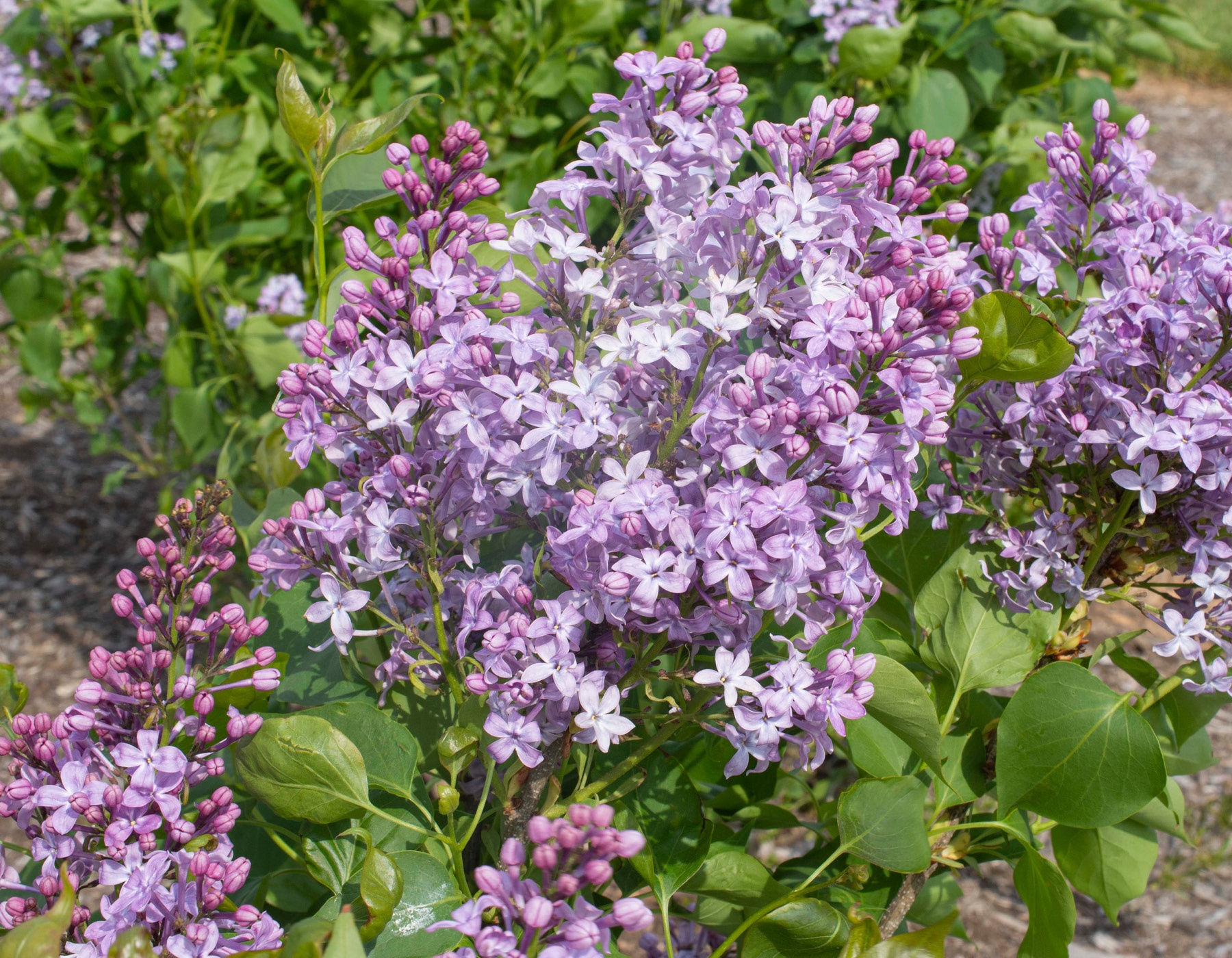 Syringa New Age Lavender PP32,623 Photo