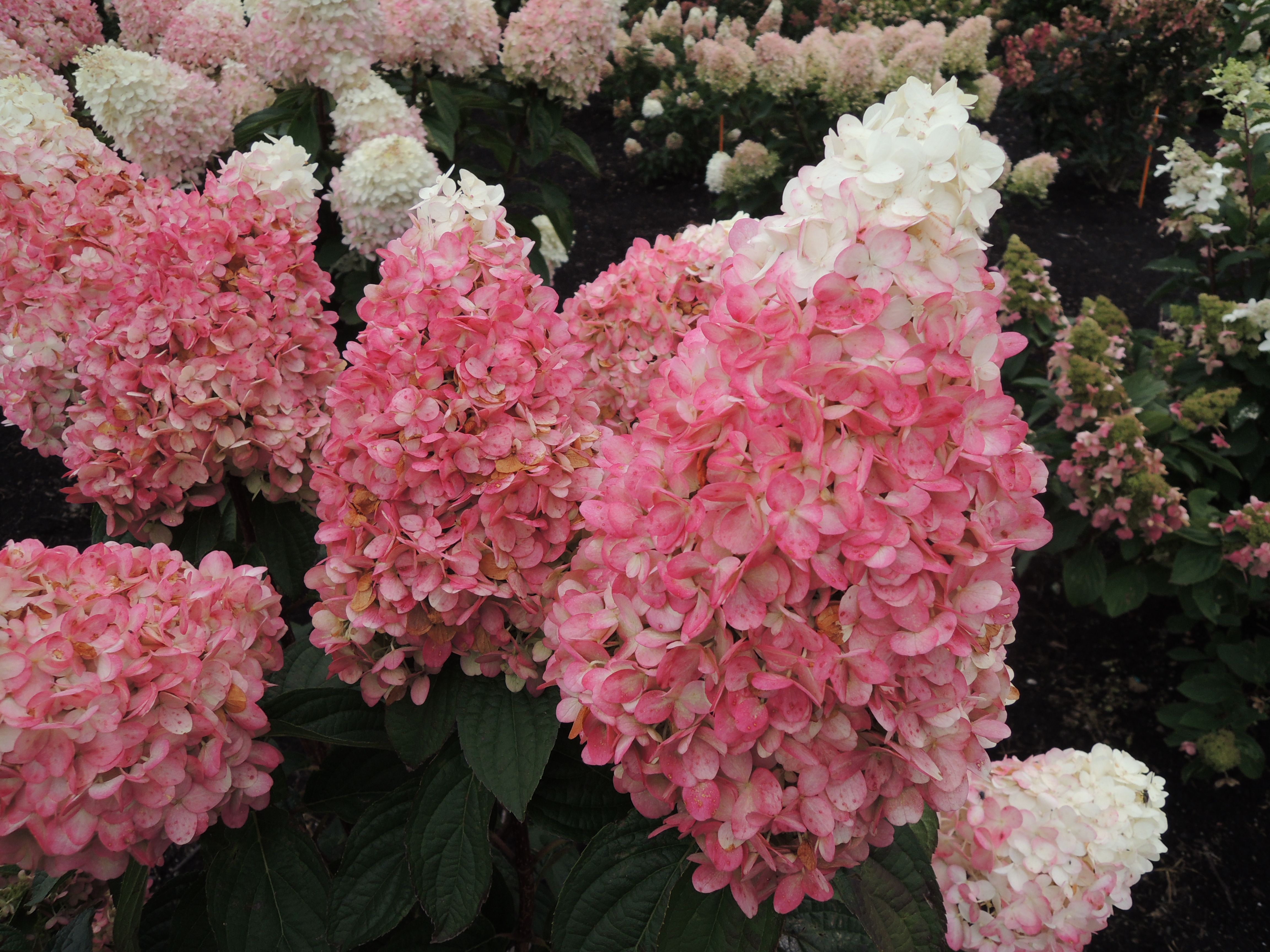 Hydrangea Ruby Snow™ PPAF Photo