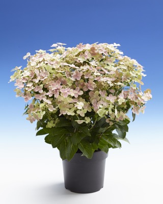 Hydrangea 'Early Evolution' PP30,983 Photo