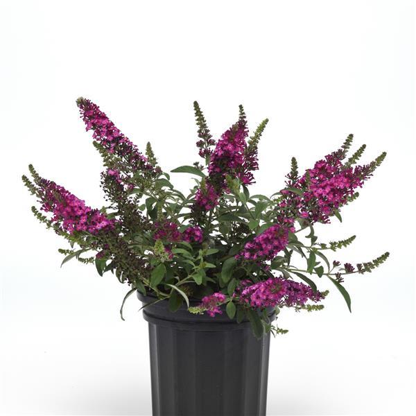 Buddleia Chrysalis™ Blue PPAF Photo