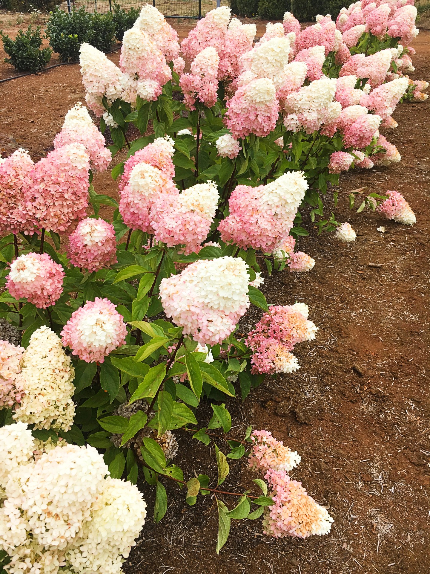 Hydrangea WorryFree® Pink PPAF Photo