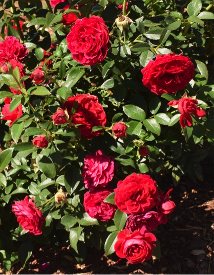 Rosa True Bloom™ True Love Photo