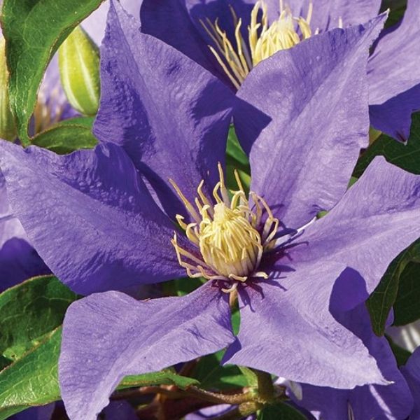 Clematis Olympia™ Photo