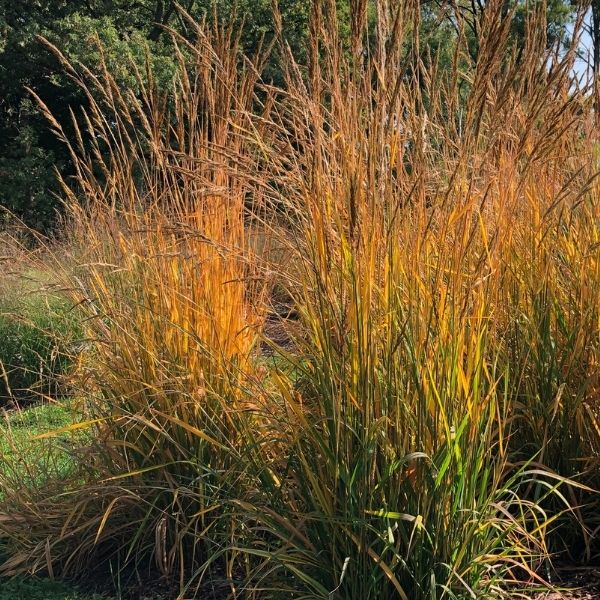 Sorghastrum Golden Sunset™ PPAF Photo