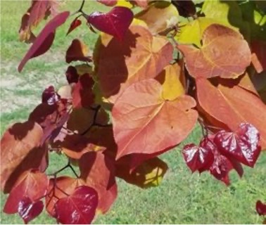 CercisFlameThrower2.StarRoses