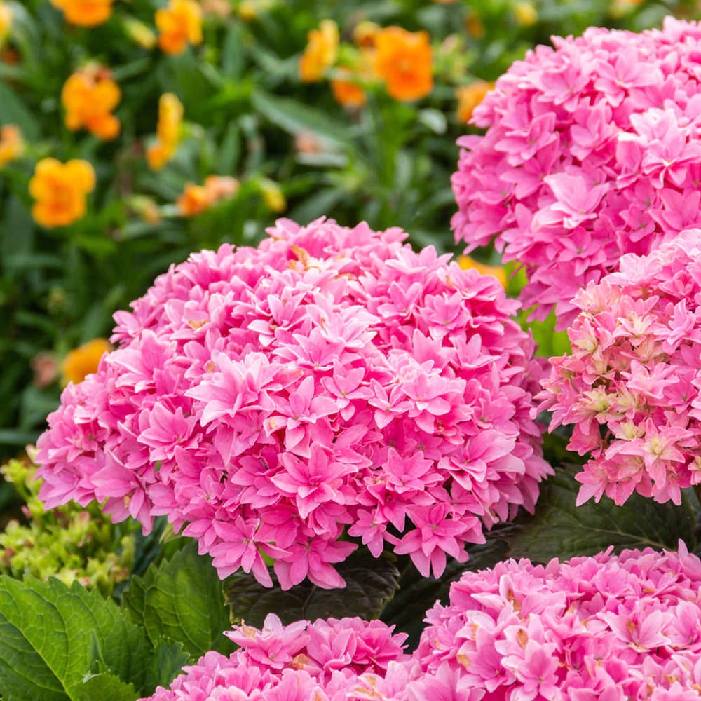 Hydrangea_Starfield2__(Bloomin'Easy)