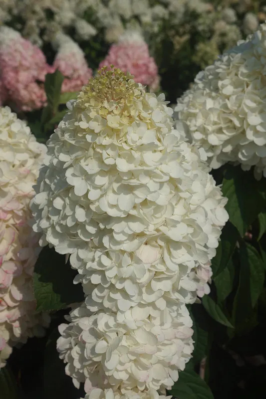 h.panLoveALotPinkwhiteflower