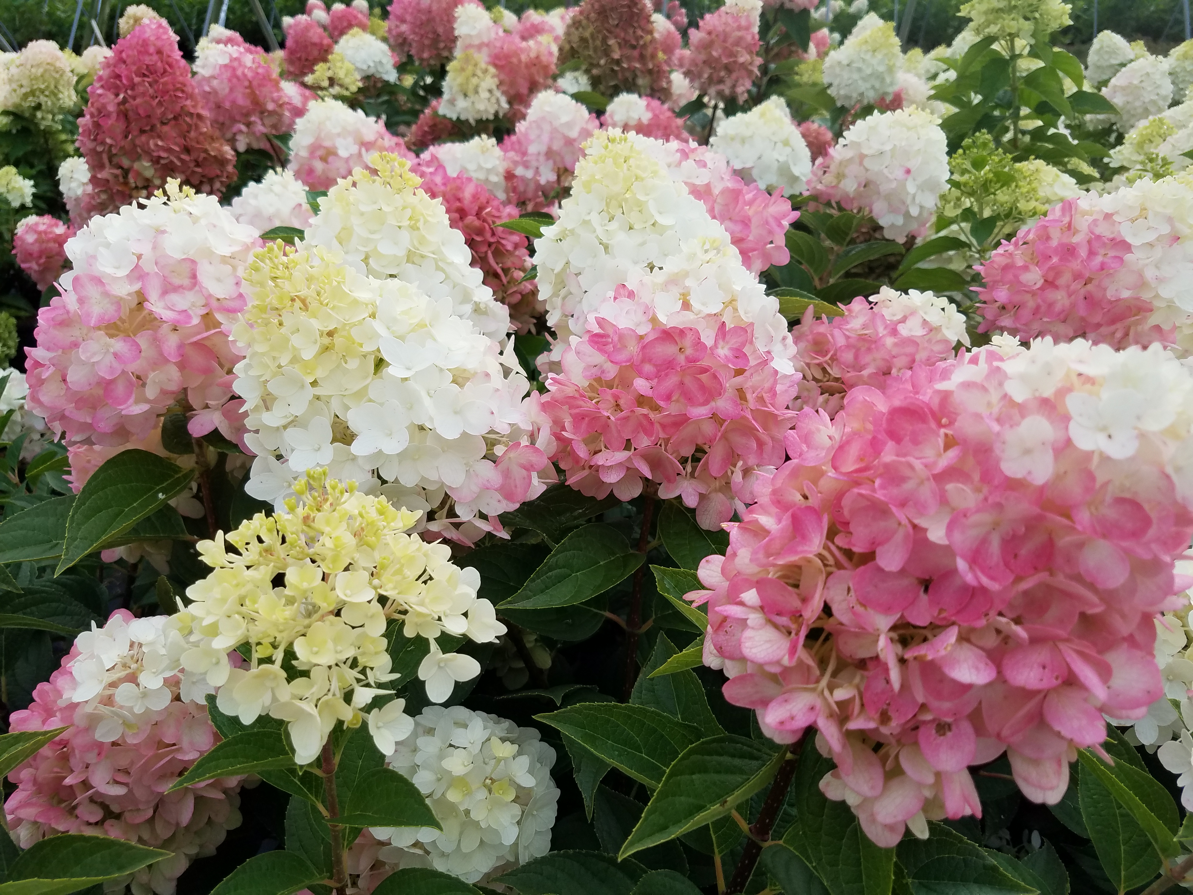 Hydrangea pann 1103-19 beautiful (1)