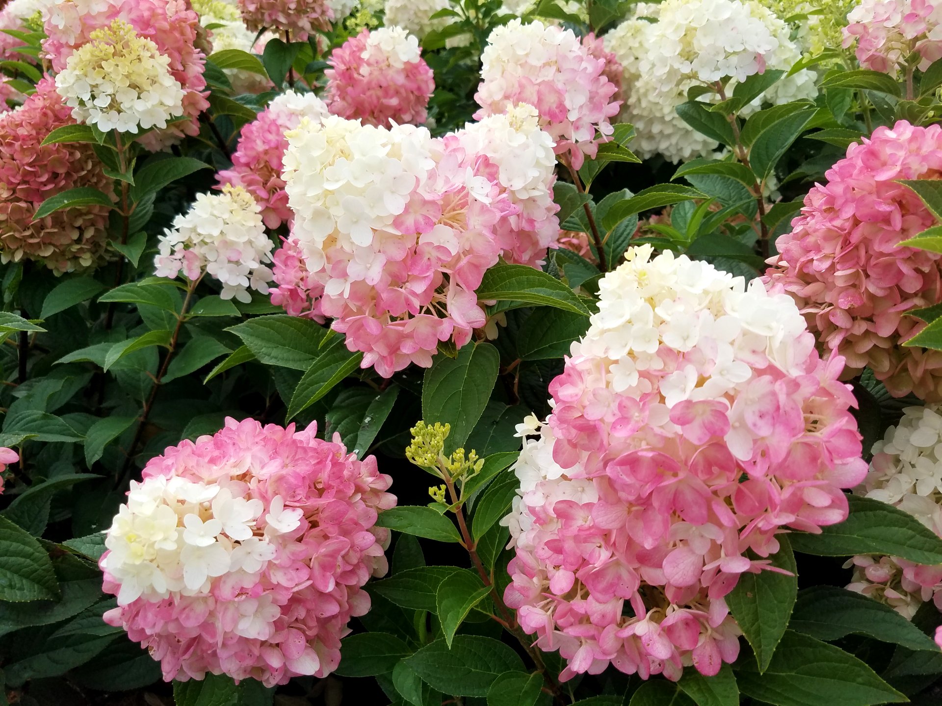 Hydrangea pann 1103-19 (ruby Snow) superb color    (1)