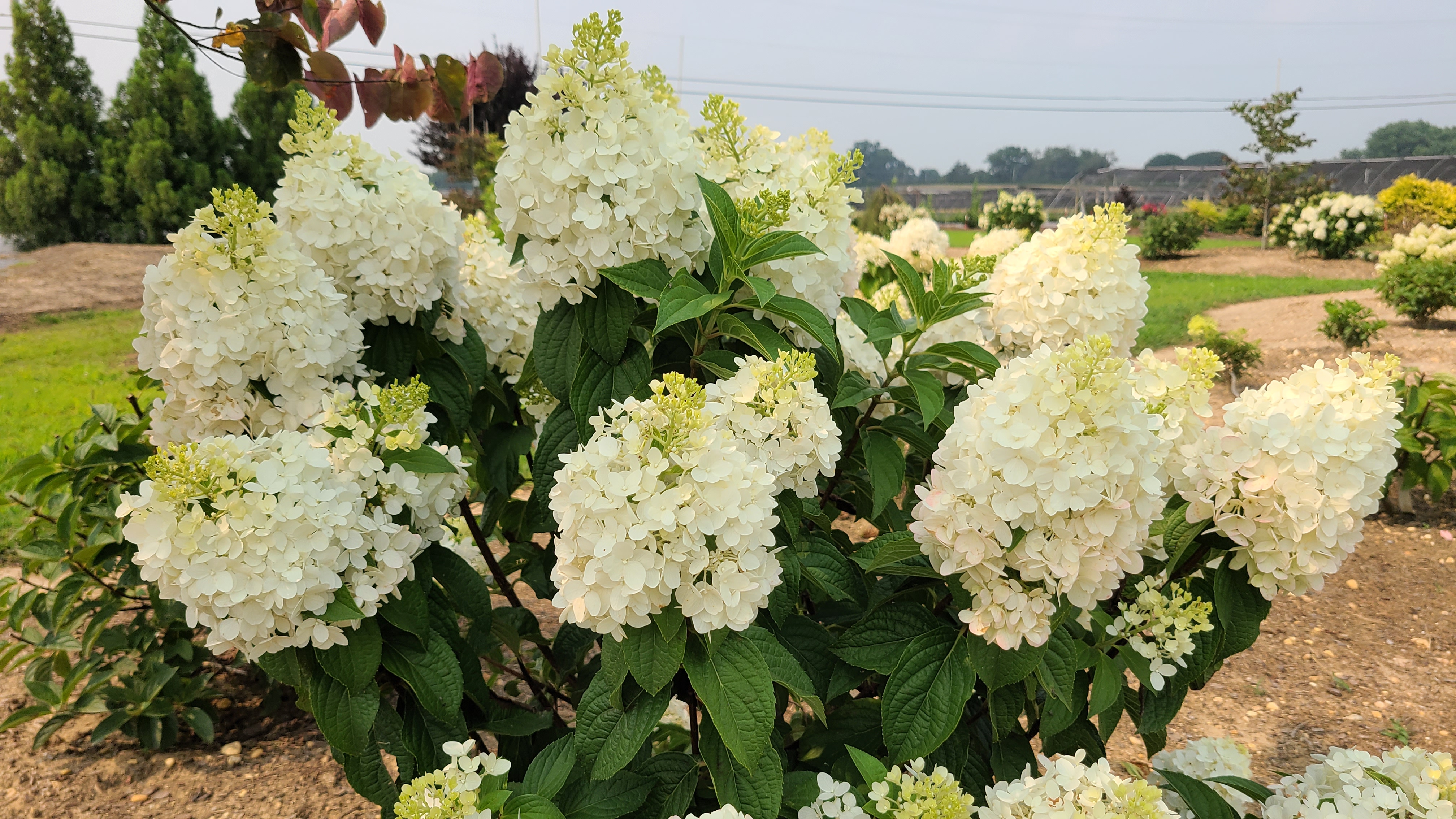 Hydrangea Pan. 1103-19 c