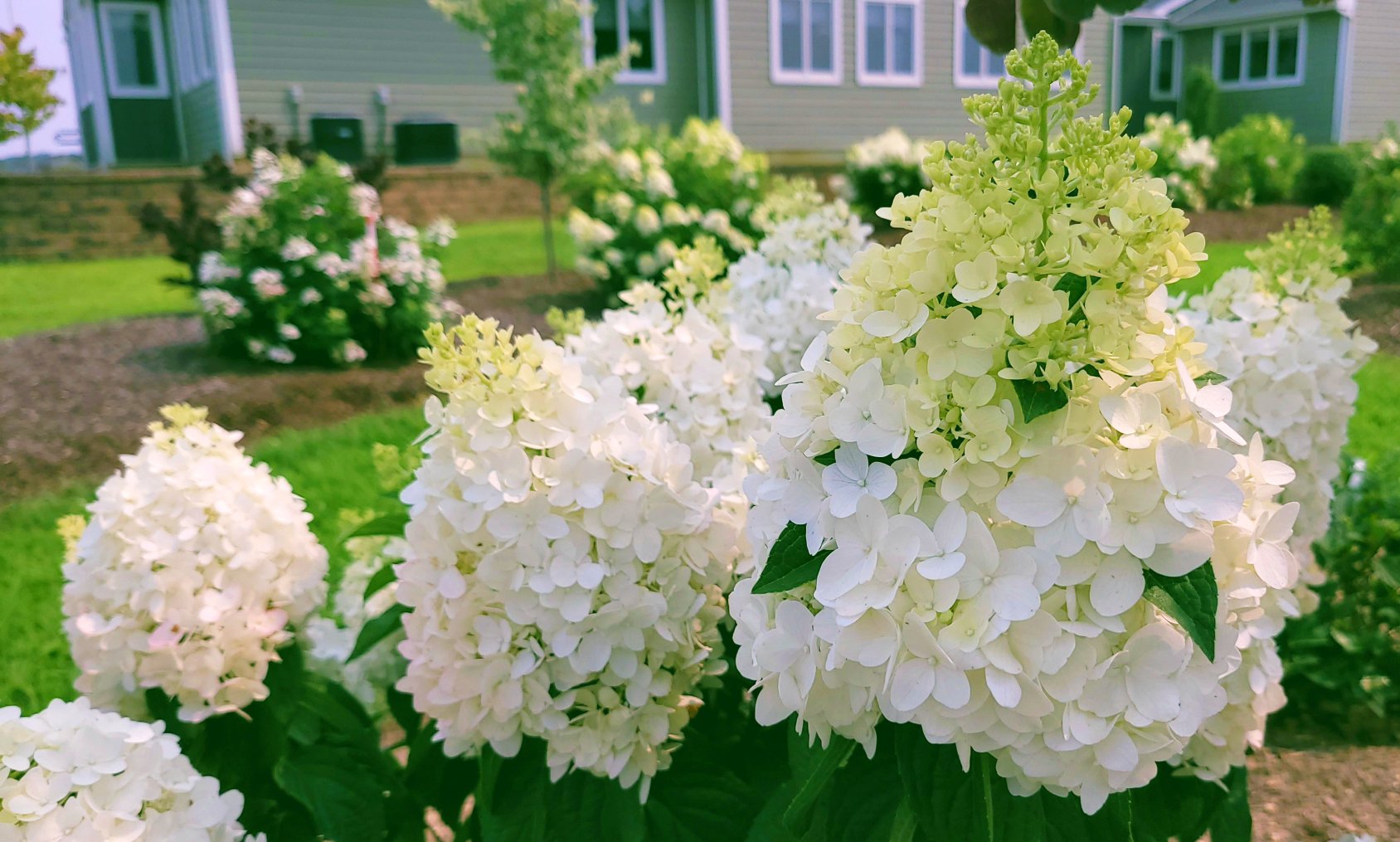Hydrangea pan. 1103-19  (Ruby Snow)  (1)
