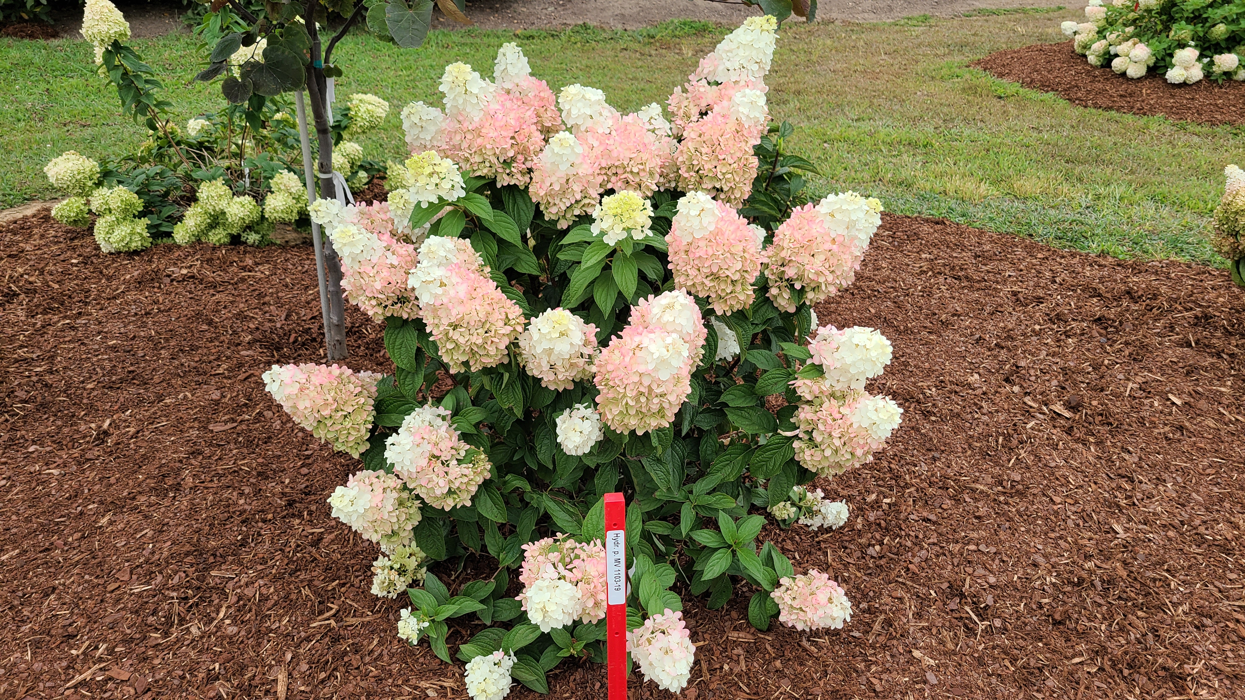 Hydrangea pan MV 1103-19 