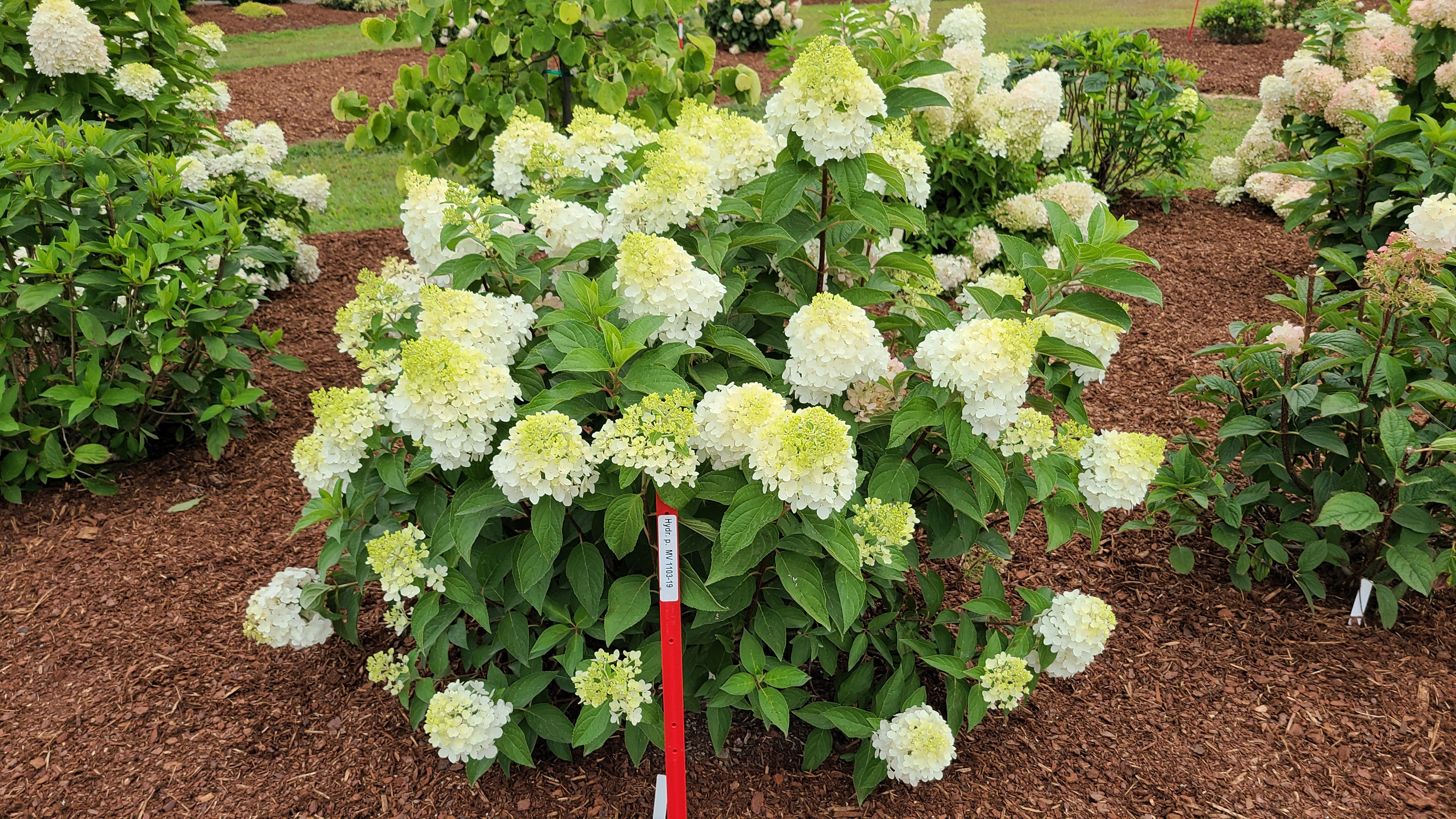 Hydrangea pan  1103 -19 