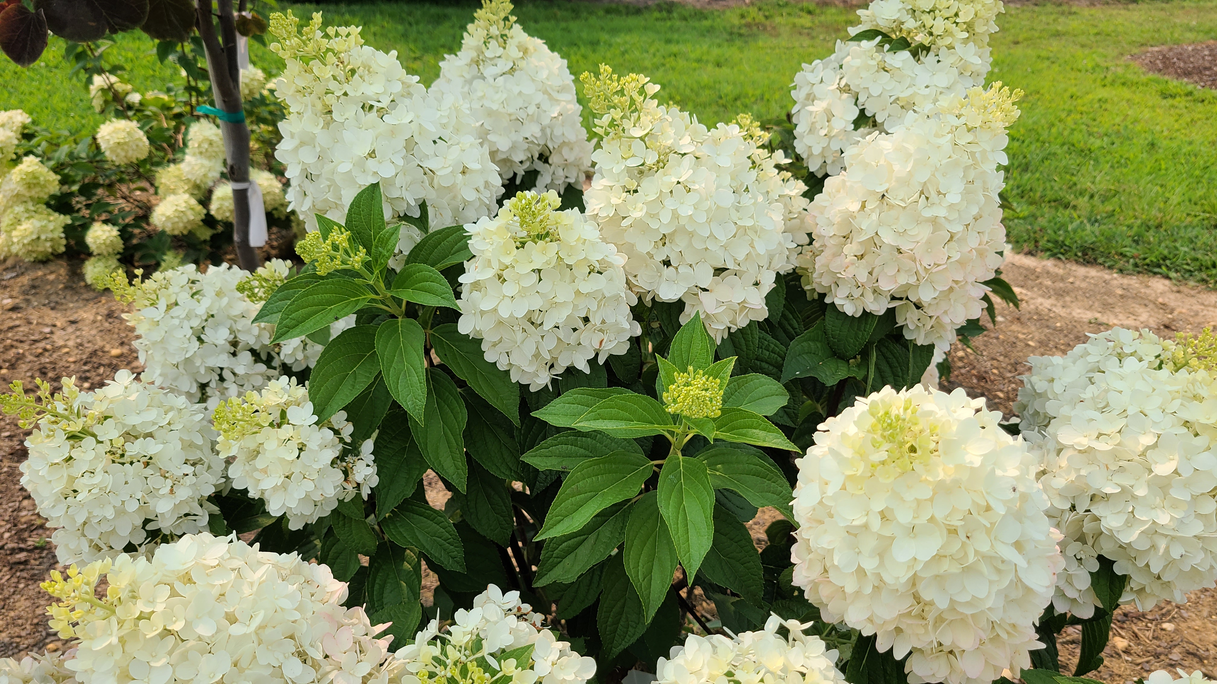 Hydarangea pan 1103-19 a