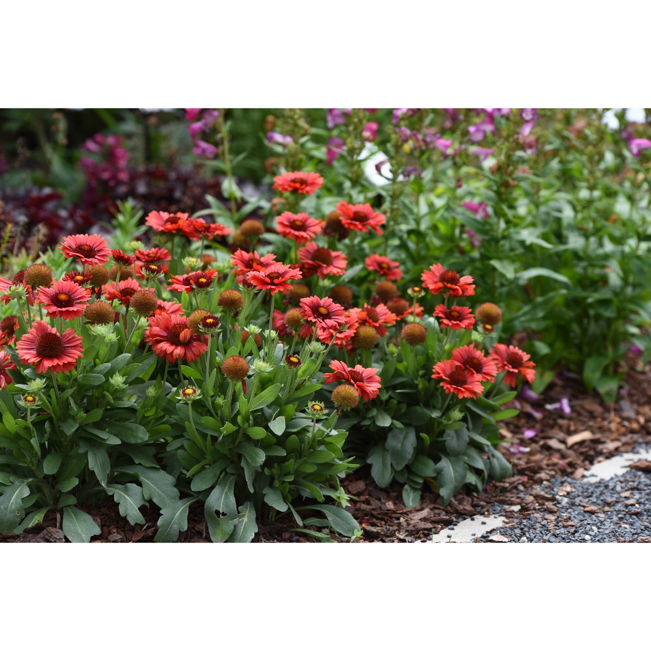 GaillardiaSpinTopRed Dummen Orange