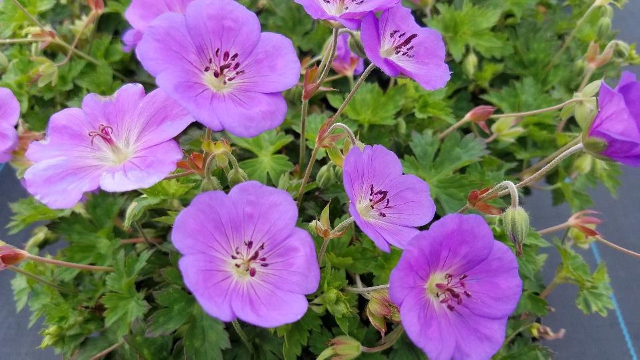 Geranium Azure Rush2 _Overdevest