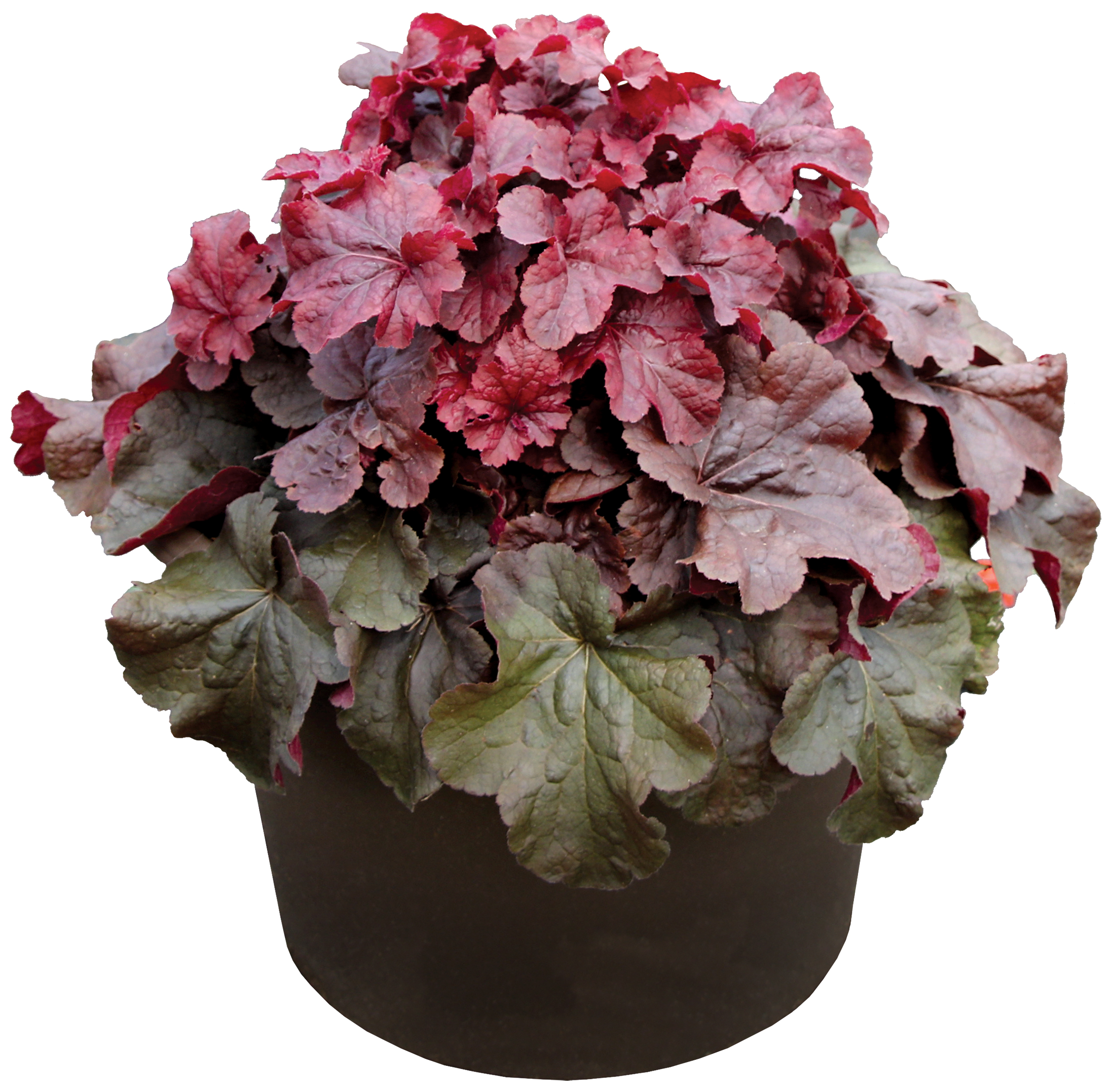Heuchera-Northern-Exposure-Red-6.TerraNova