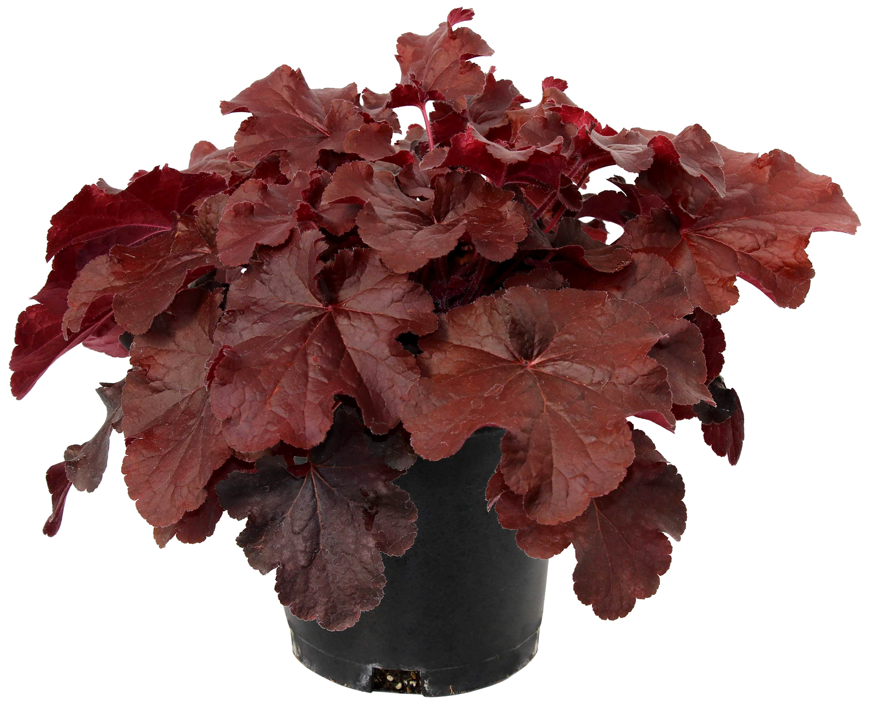 Heuchera-Northern-Exposure-Red-5.TerraNova