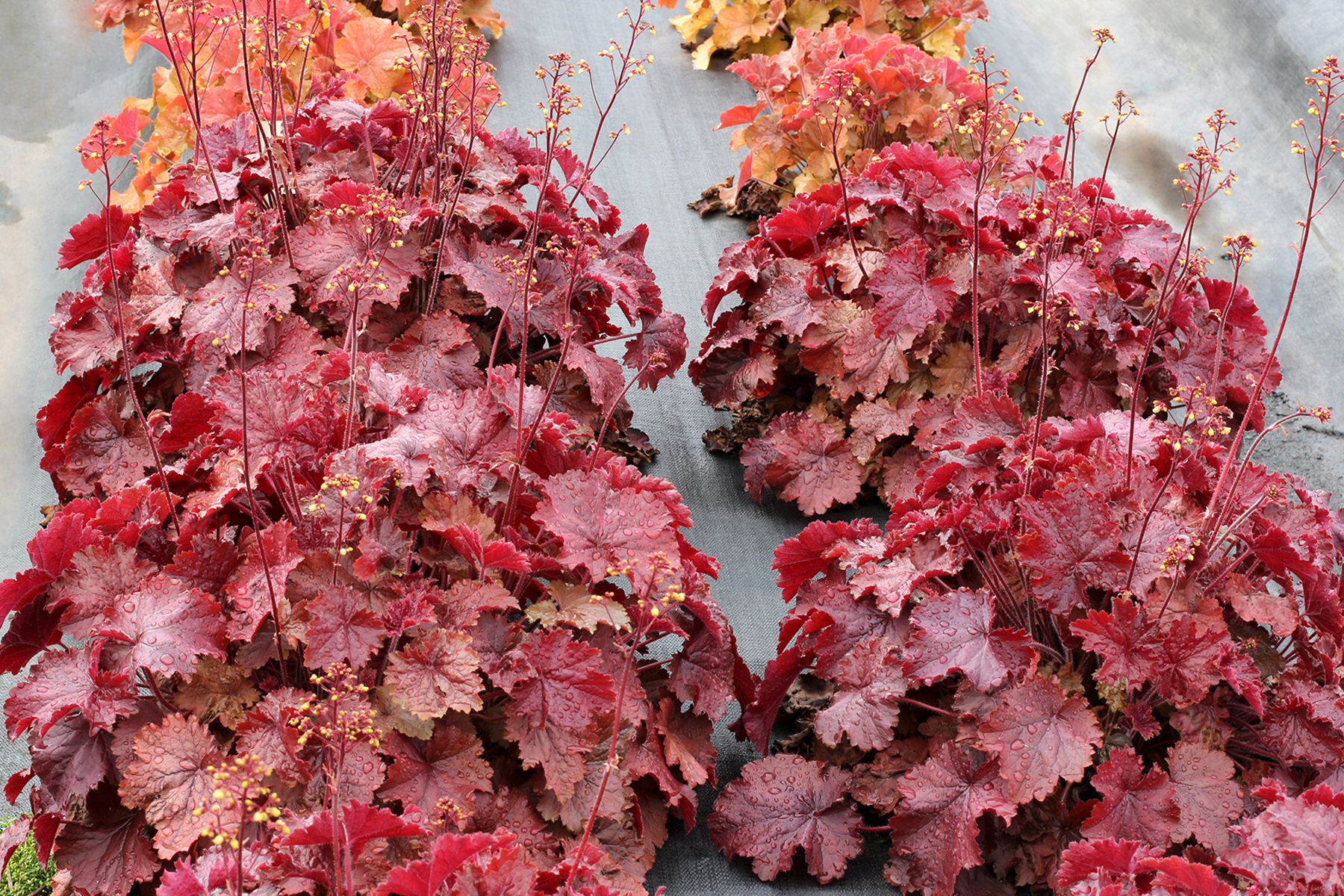 Heuchera-Northern-Exposure-Red-2.TerraNova