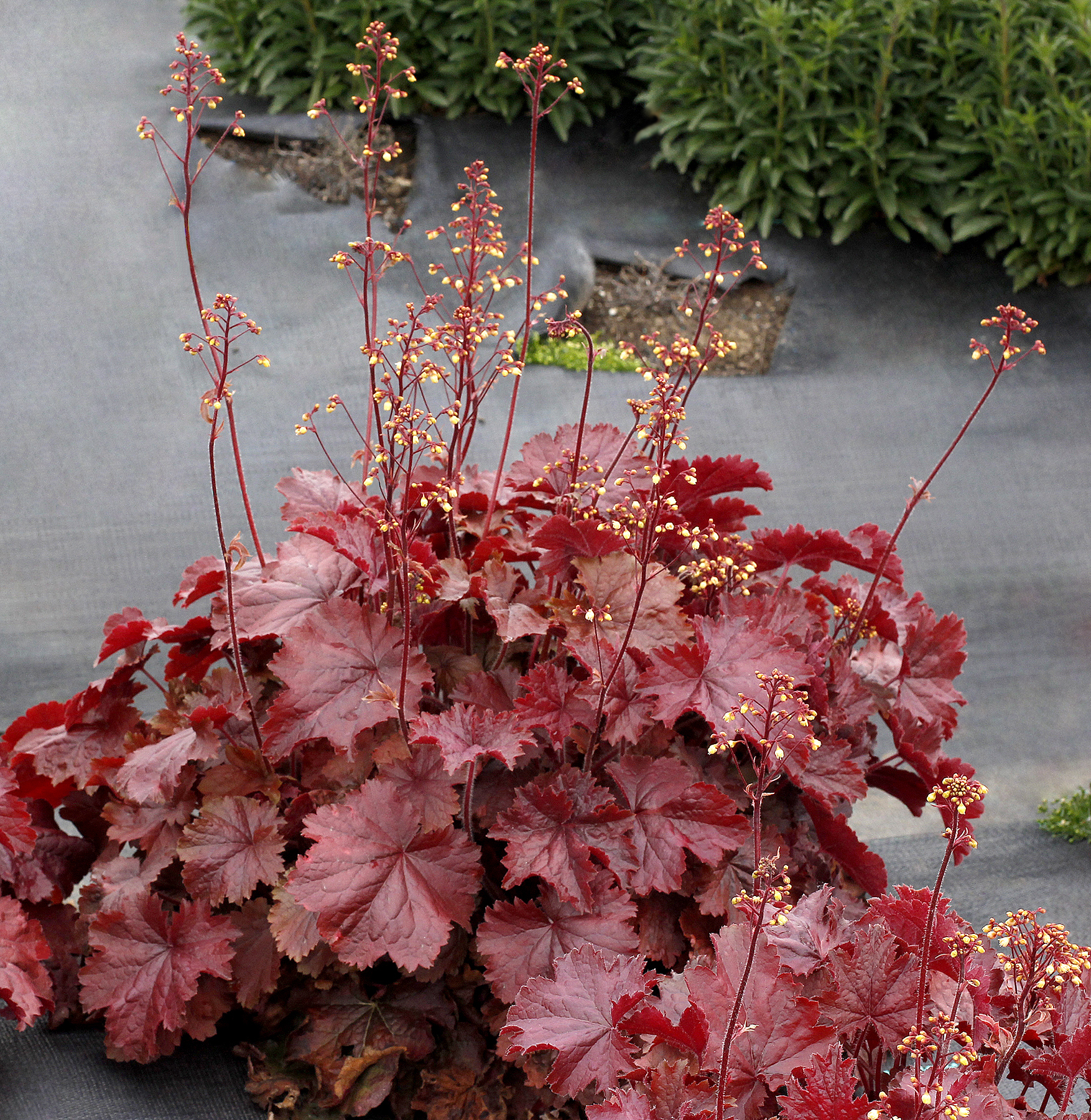 Heuchera-Northern-Exposure-Red-1.TerraNova