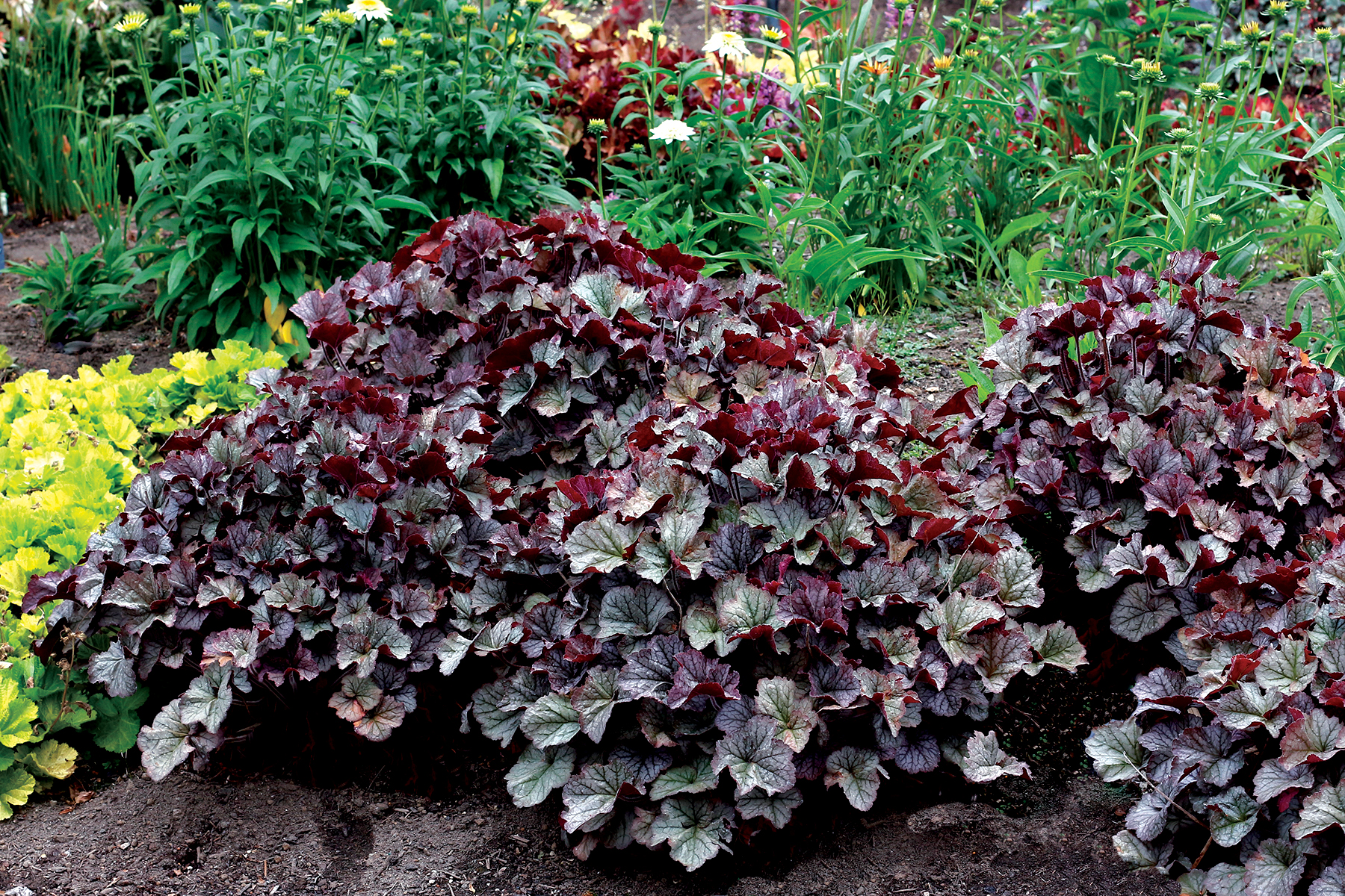 Heuchera-Northern-Exposure-Silver-4.TerraNova