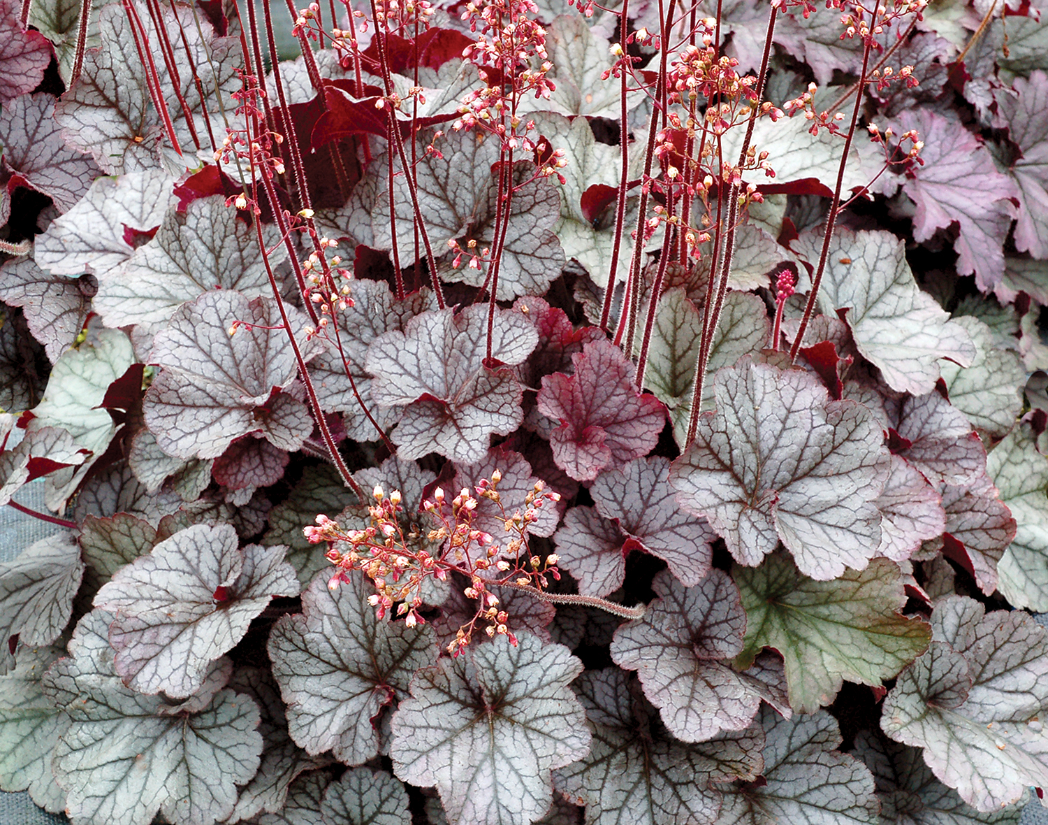 Heuchera-Northern-Exposure-Silver-7.TerraNova