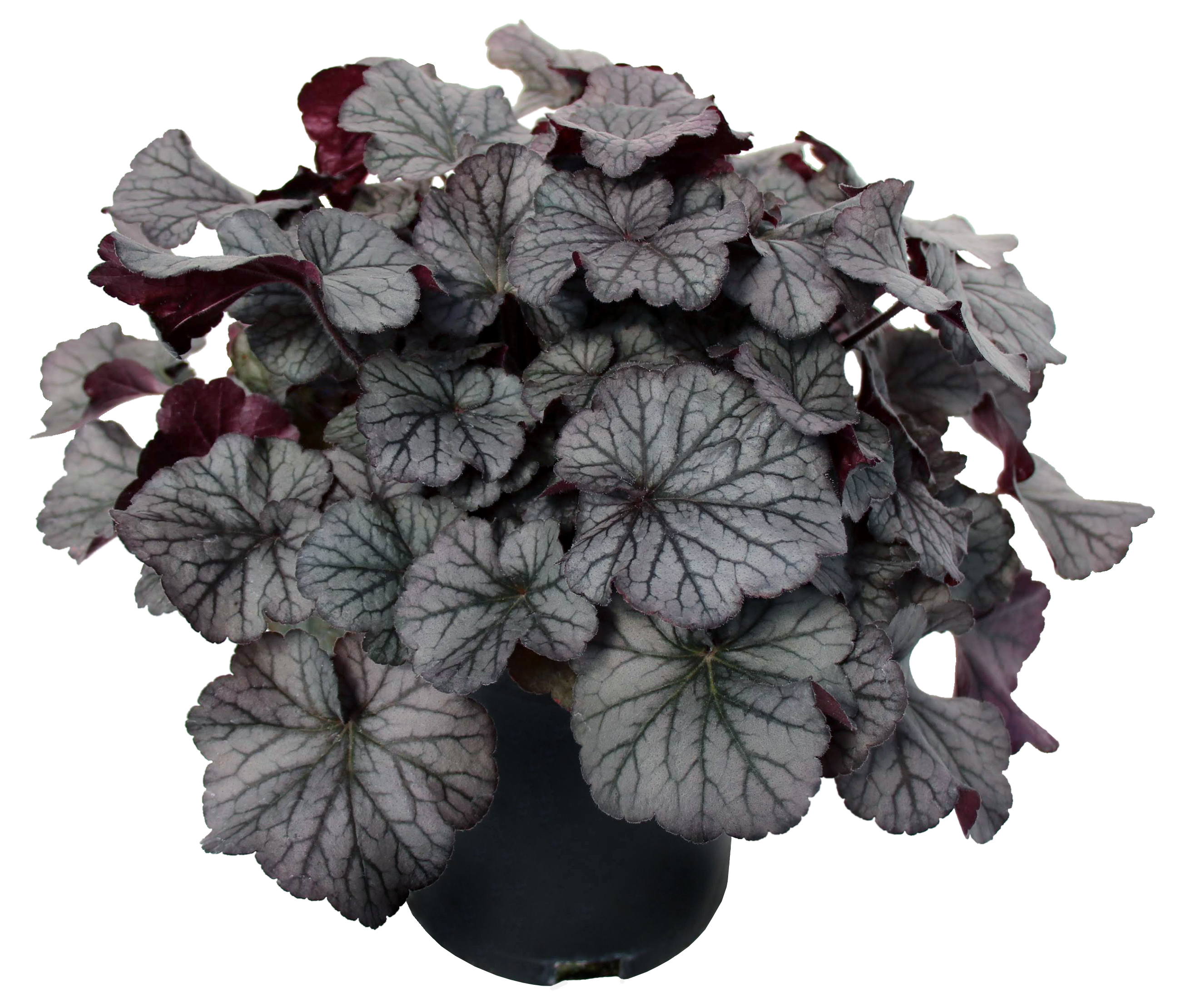 Heuchera-Northern-Exposure-Silver-9.TerraNova