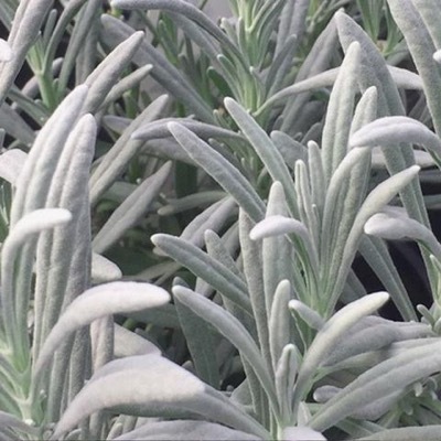 lavendulaSensational5.ConceptPlants