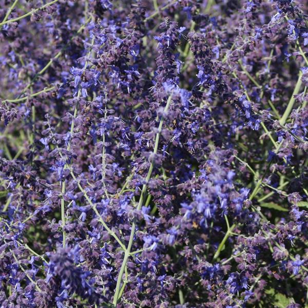 PerovskiaCrazyBlue.DarwinPerennials