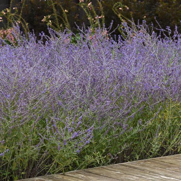 PerovskiaCrazyBlue2.DarwinPerennials