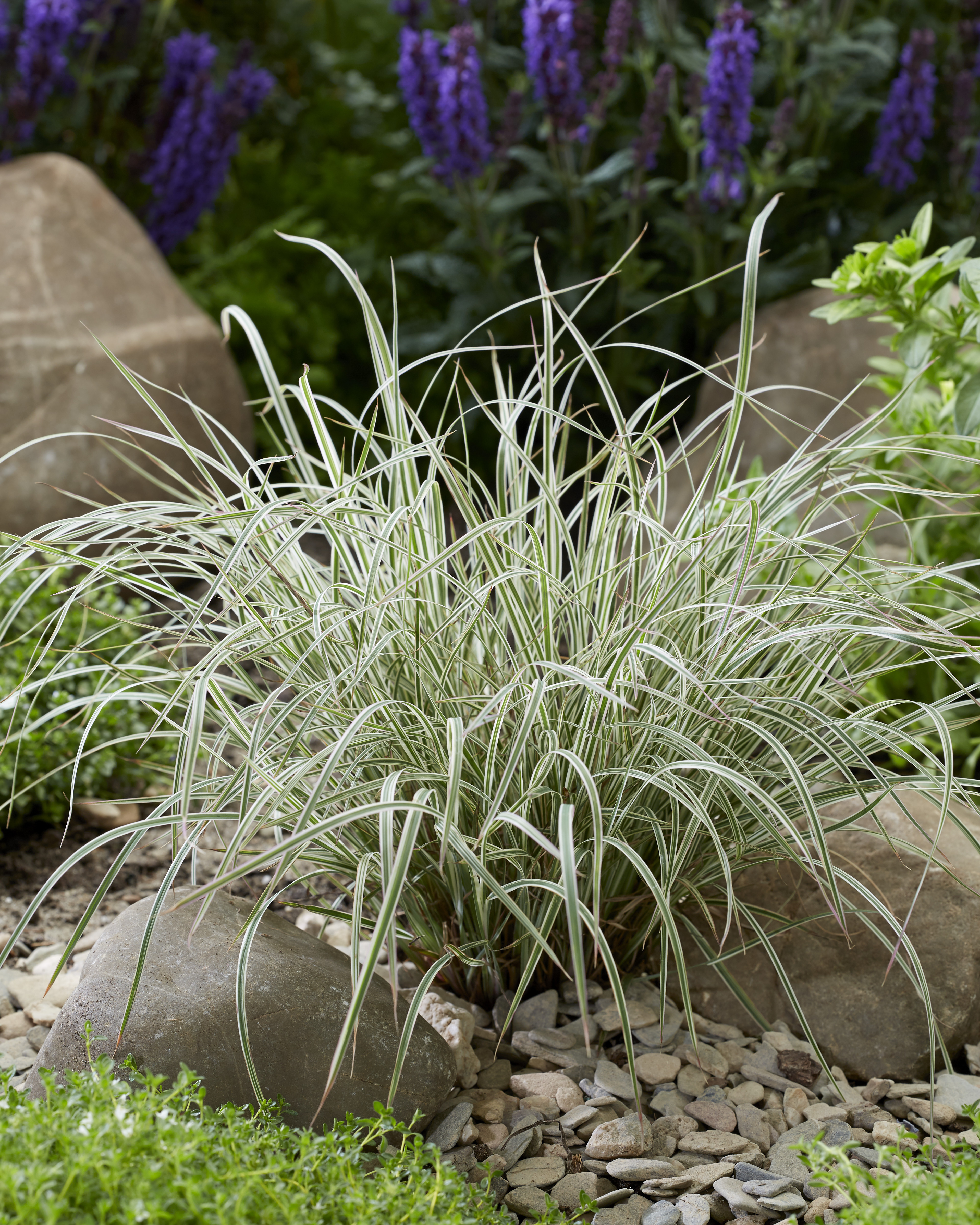 Schizachyrium Chameleon (3)ConceptPlants