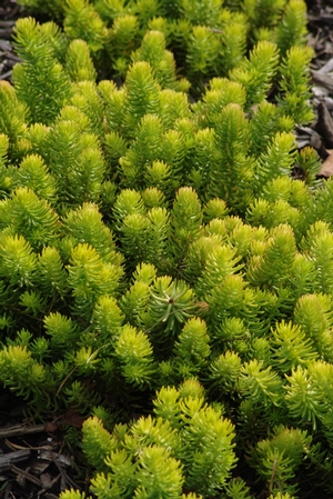 Angelina.Sedum.NorthCreek4