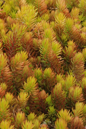 Angelina.Sedum.NorthCreek3