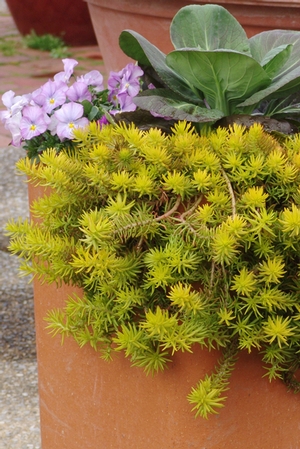 Angelina.Sedum.NorthCreek2