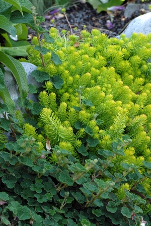 Angelina.Sedum.NorthCreek1